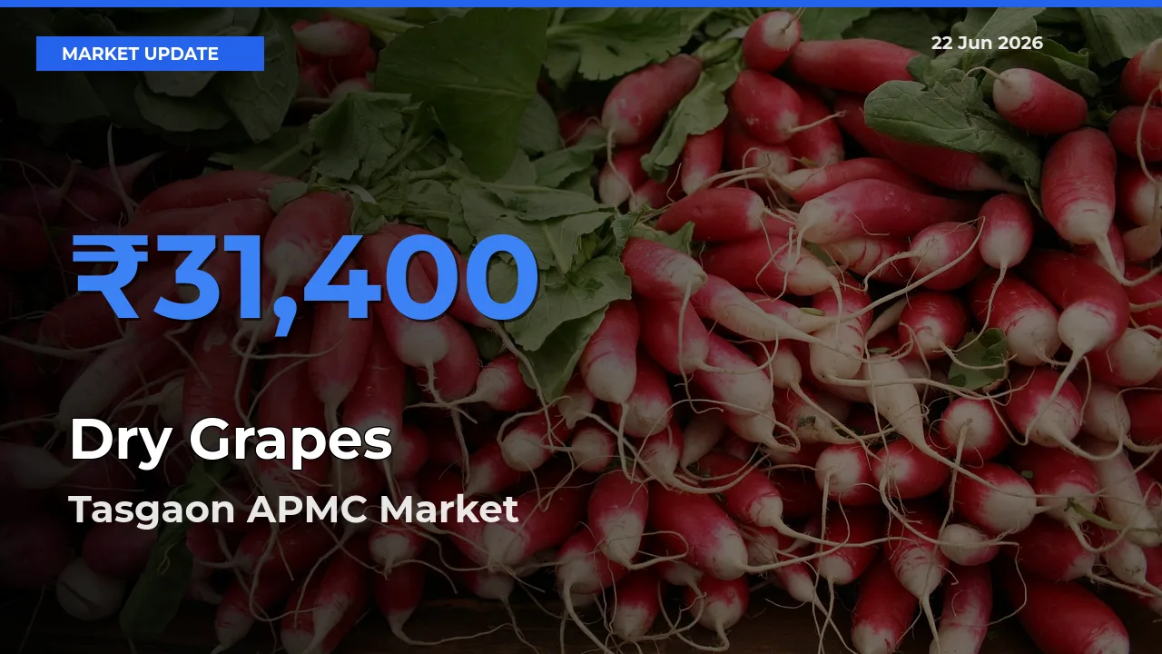 Tasgaon APMC Leads as Top Mandi for Dry Grapes Prices