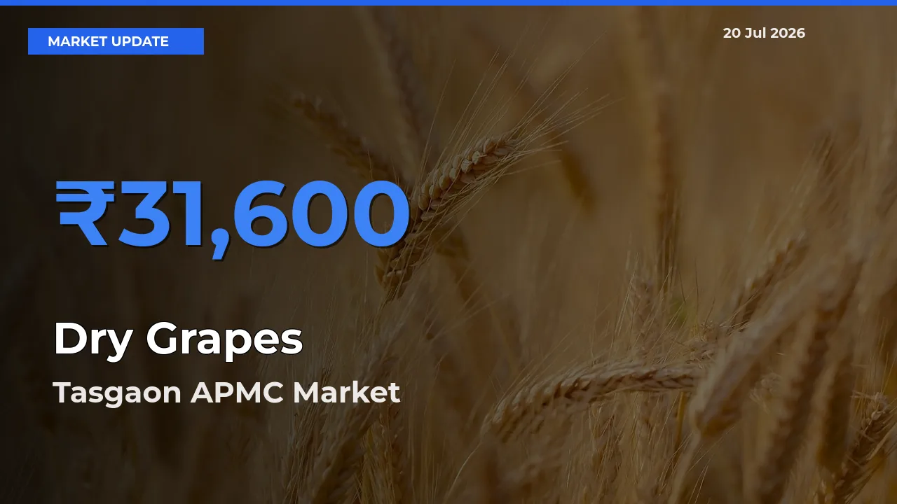 Tasgaon APMC Tops Dry Grapes Mandi Rates Today