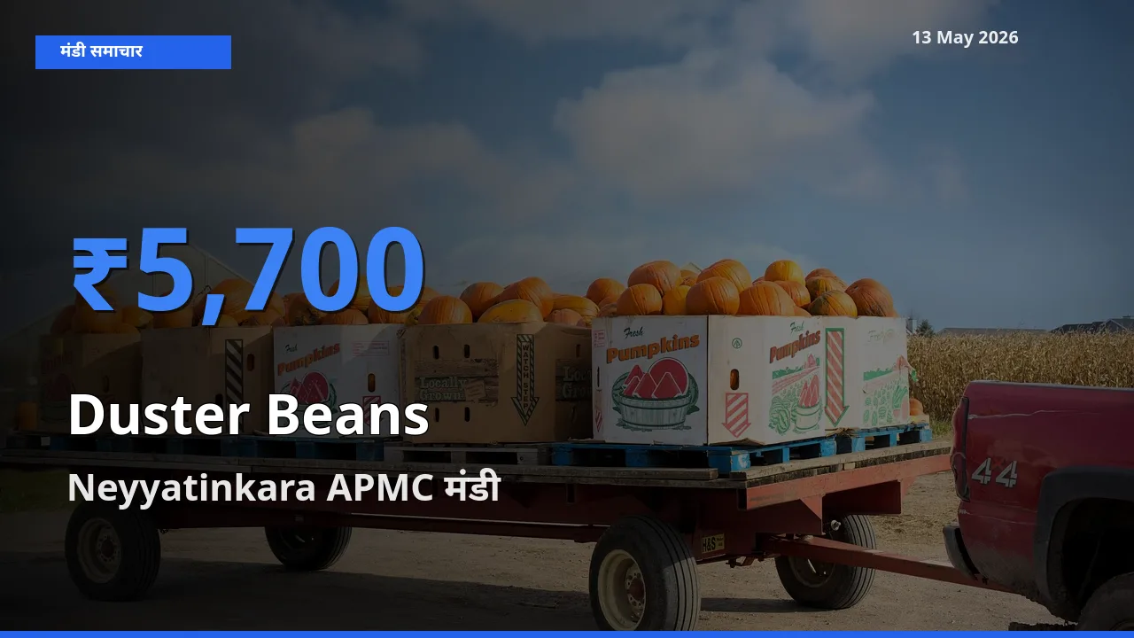 Neyyatinkara APMC में डस्टर बीन्स का आज सबसे ऊँचा भाव