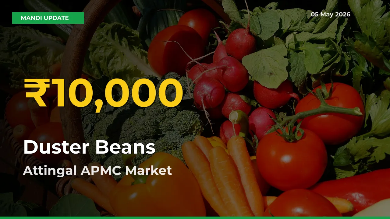 Why Duster Beans Prices Are Climbing in Attingal APMC – Today’s New High Explained