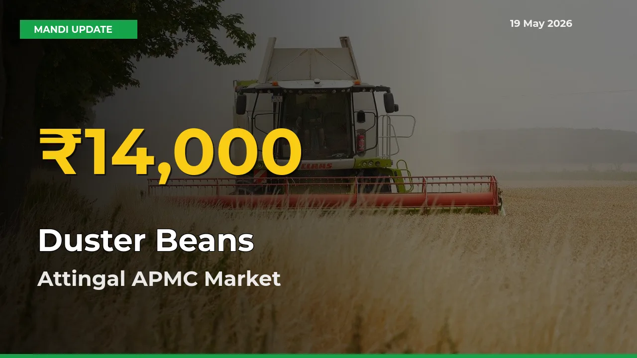 Duster Beans Hits Fresh High in Attingal APMC Today