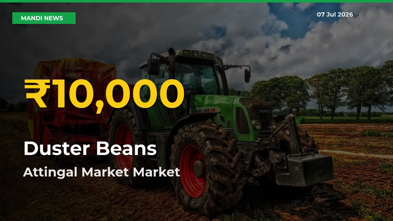 Duster Beans Hits Fresh High in Attingal Market Today