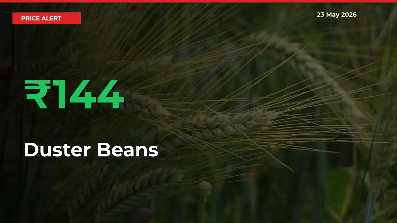 144.44% Spike in Duster Beans Prices – Mandi Sees Sudden Rally
