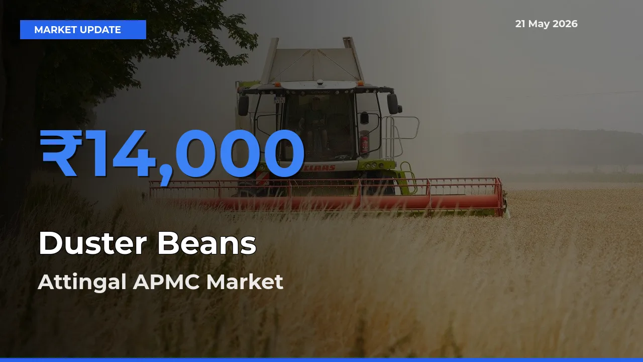 Attingal APMC Emerges as Top Mandi for Duster Beans Prices Today