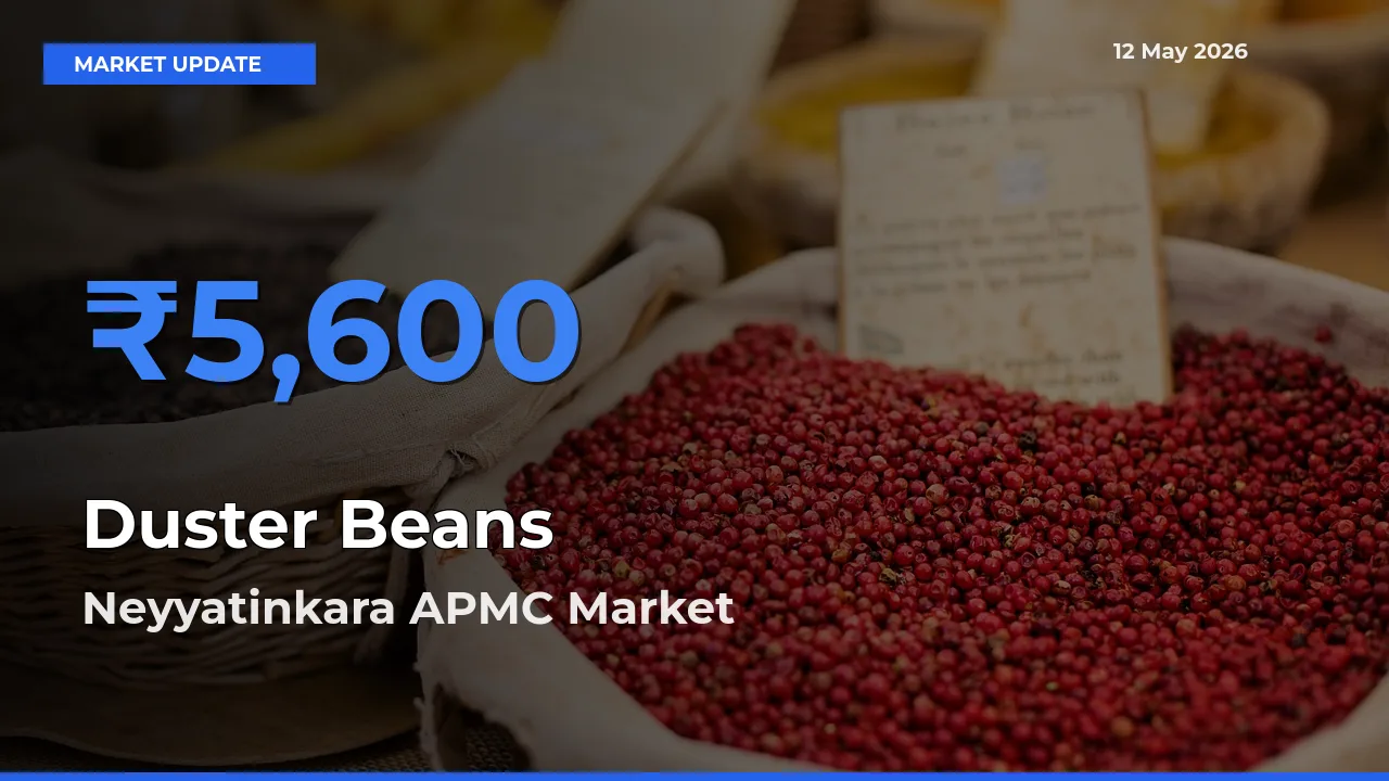 Farmers Prefer Neyyatinkara APMC as Duster Beans Hits Highest Rate