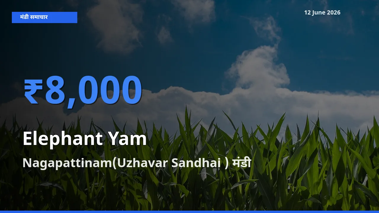आज जिमीकंद (सूरन) के सबसे ज़्यादा दाम Nagapattinam(Uzhavar Sandhai ) मंडी में दर्ज
