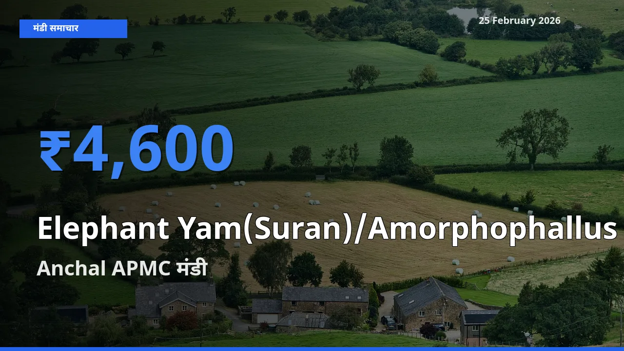 25 February अपडेट: Elephant Yam(Suran)/Amorphophallus के सबसे ऊँचे दाम Anchal APMC मंडी में