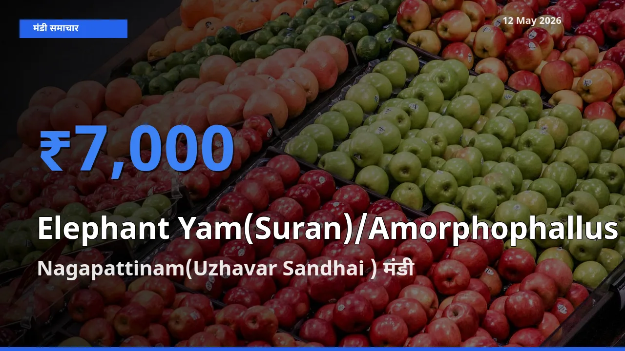 आज का मंडी भाव: जिमीकंद (सूरन) के सबसे ज़्यादा दाम Nagapattinam(Uzhavar Sandhai ) में