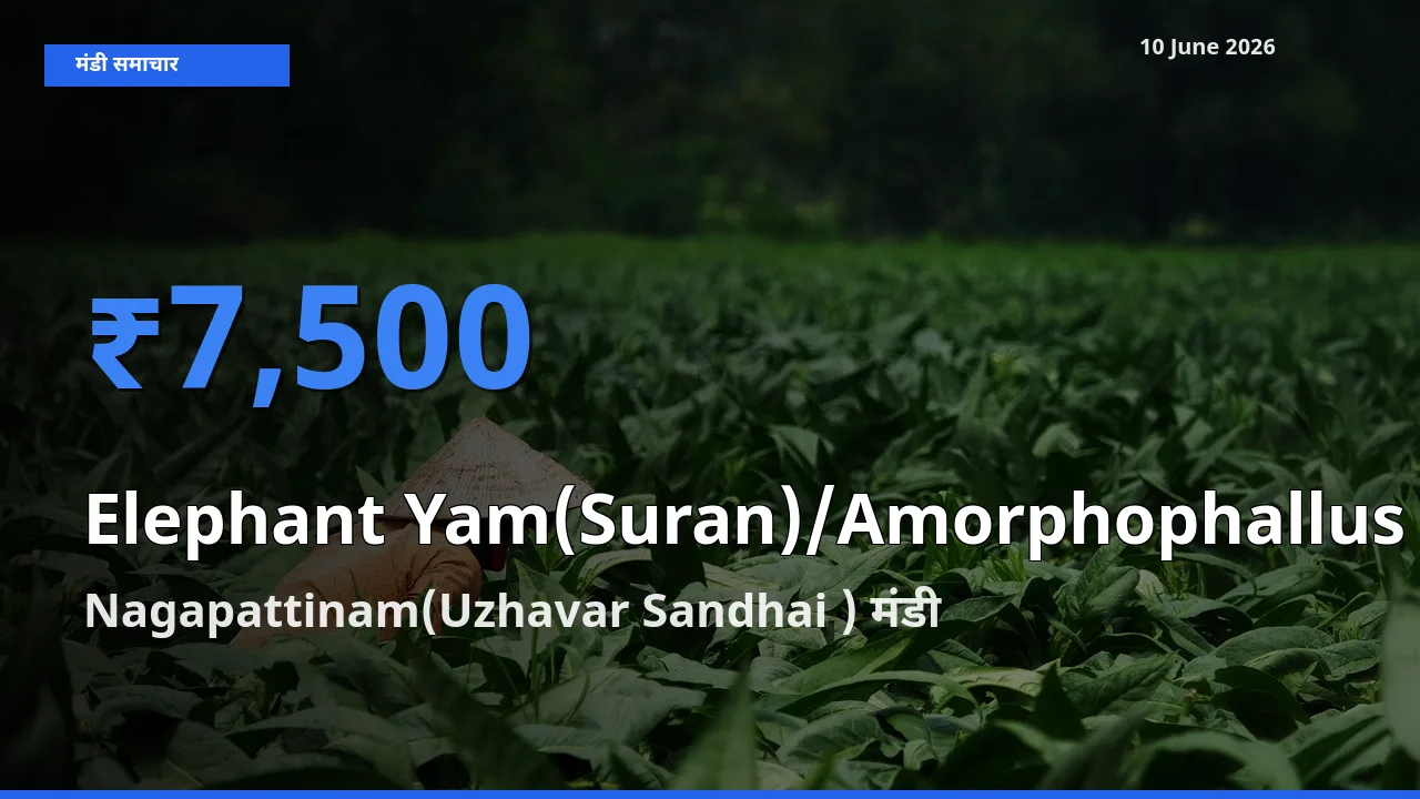 आज जिमीकंद (सूरन) के सबसे ज़्यादा दाम Nagapattinam(Uzhavar Sandhai ) मंडी में दर्ज