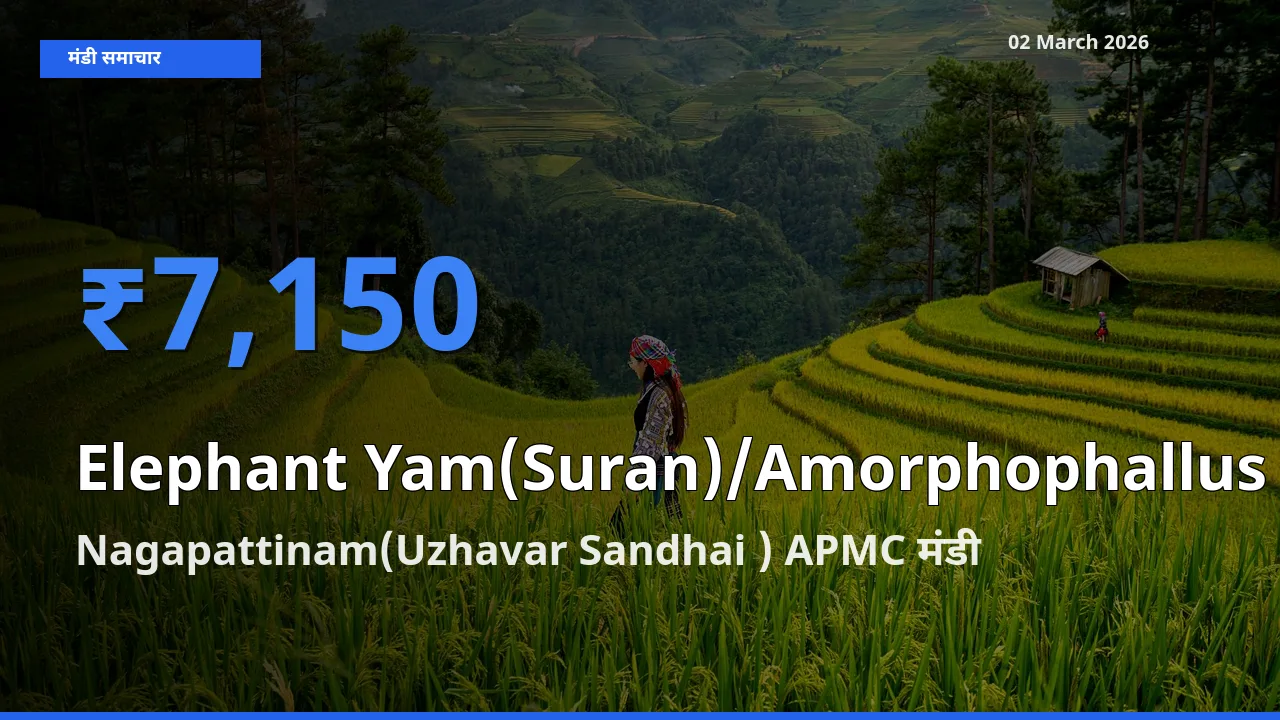 आज Elephant Yam(Suran)/Amorphophallus के सबसे ऊँचे दाम ₹7,150 Nagapattinam(Uzhavar Sandhai ) APMC मंडी में