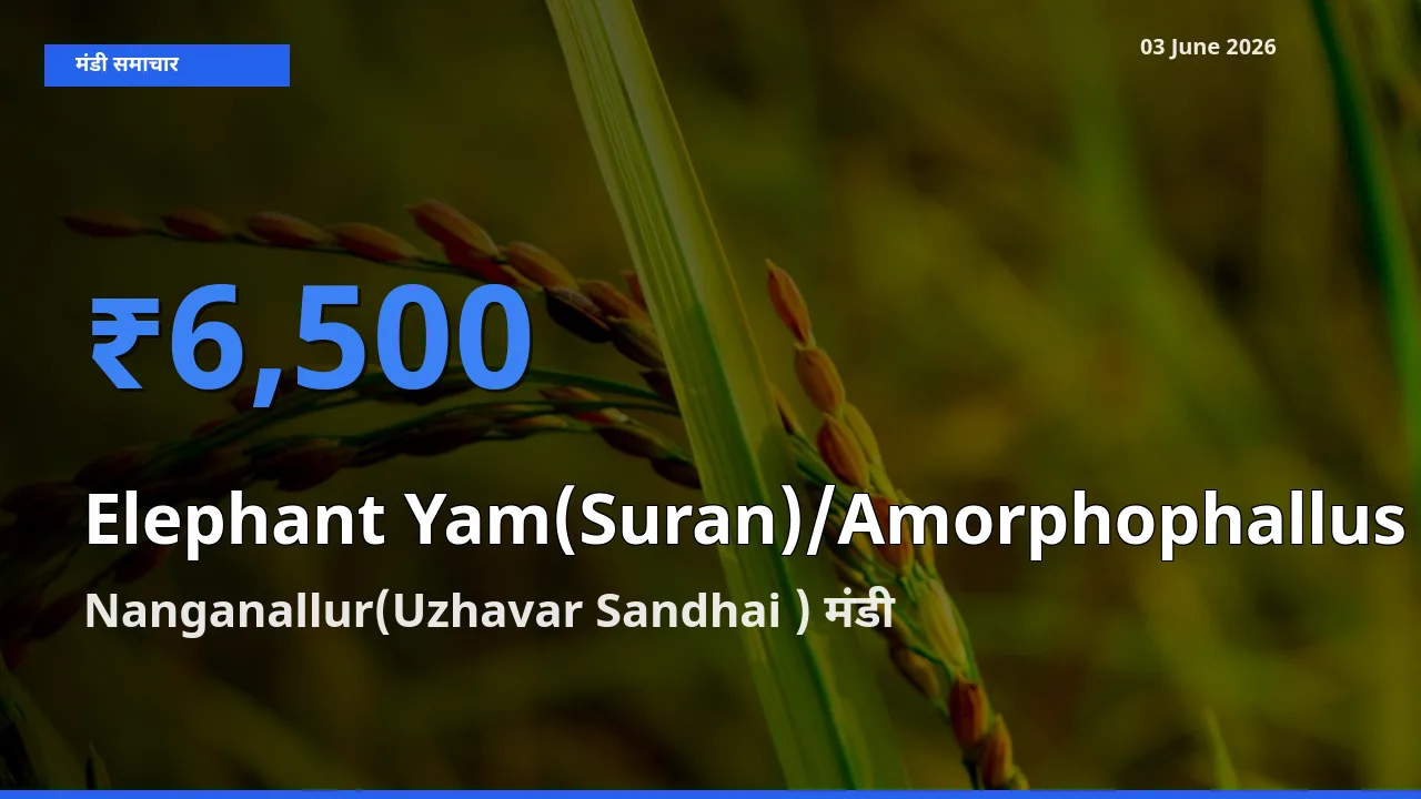 आज का मंडी भाव: जिमीकंद (सूरन) के सबसे ज़्यादा दाम Nanganallur(Uzhavar Sandhai ) में