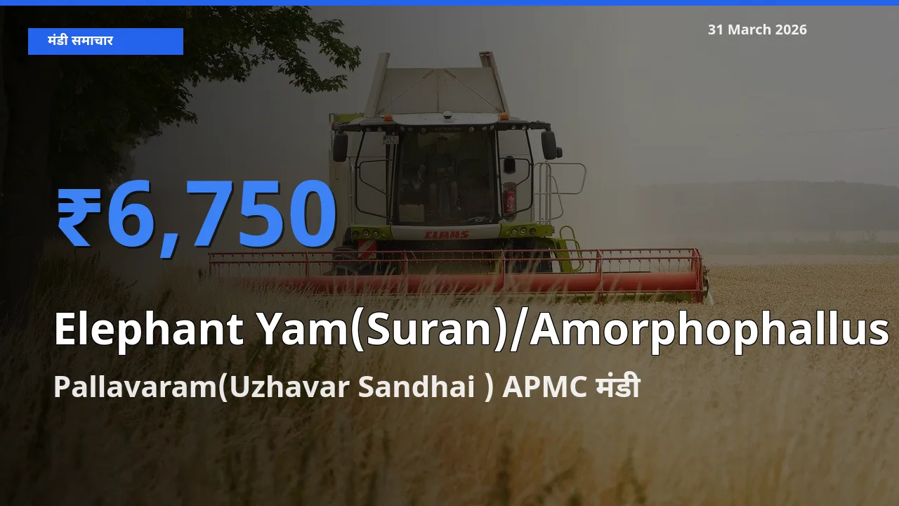 Pallavaram(Uzhavar Sandhai ) APMC मंडी में जिमीकंद (सूरन) ₹6,750 पर पहुँचा – आज का सर्वोच्च भाव