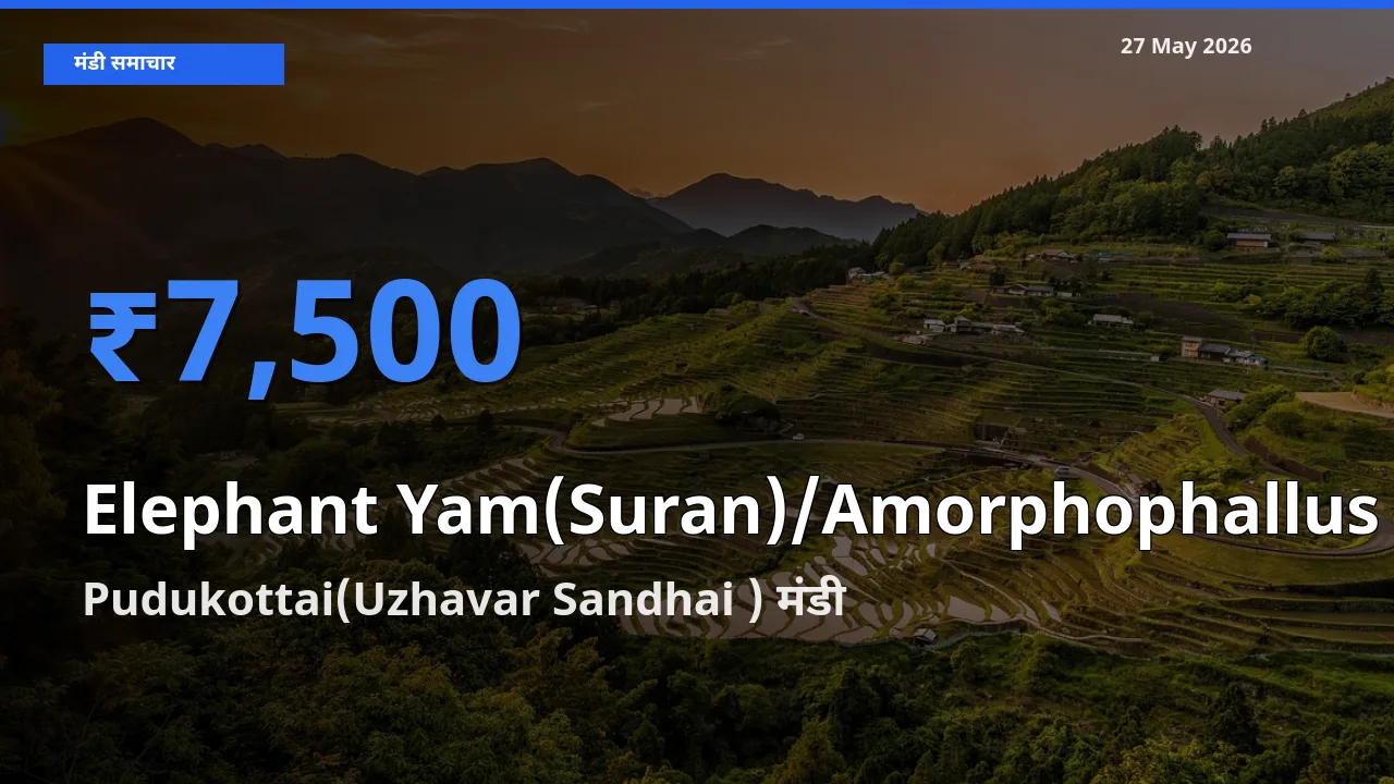 आज जिमीकंद (सूरन) के सबसे ऊँचे दाम ₹7,500 Pudukottai(Uzhavar Sandhai ) मंडी में
