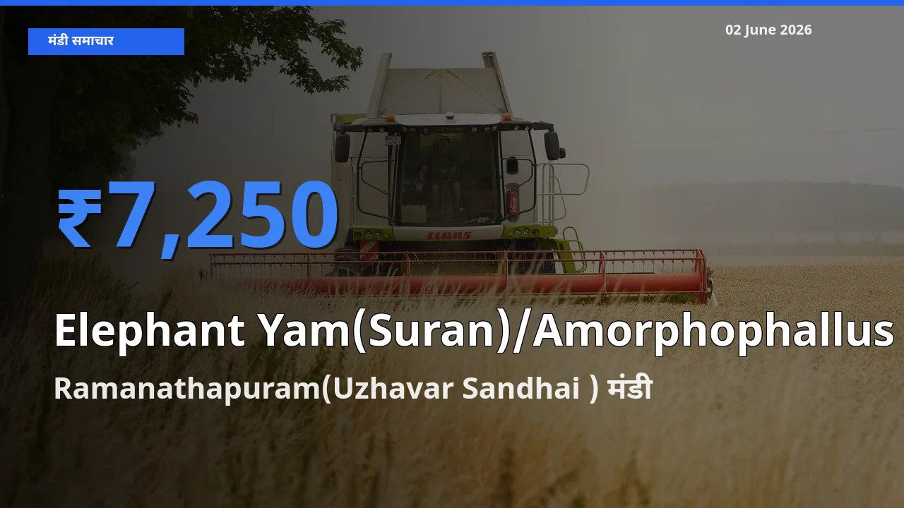 आज जिमीकंद (सूरन) के सबसे ऊँचे दाम ₹7,250 Ramanathapuram(Uzhavar Sandhai ) मंडी में