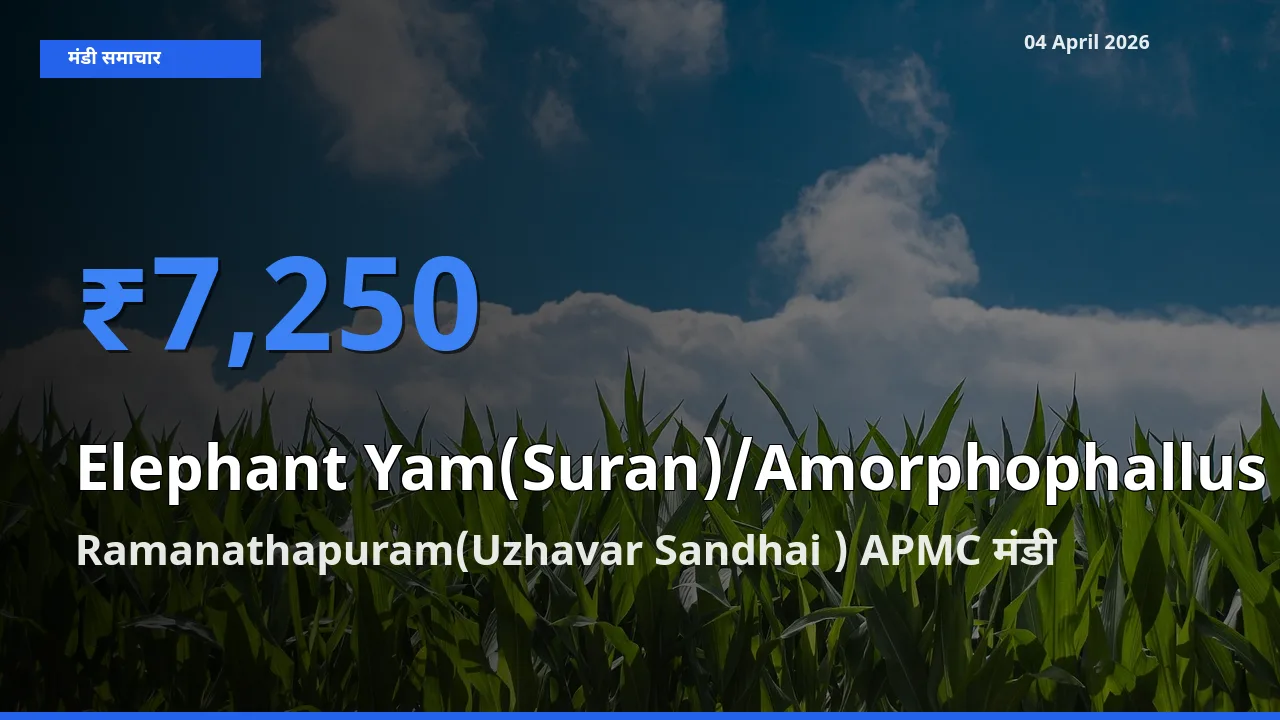 Ramanathapuram(Uzhavar Sandhai ) APMC मंडी में आज जिमीकंद (सूरन) के सबसे ऊँचे दाम दर्ज