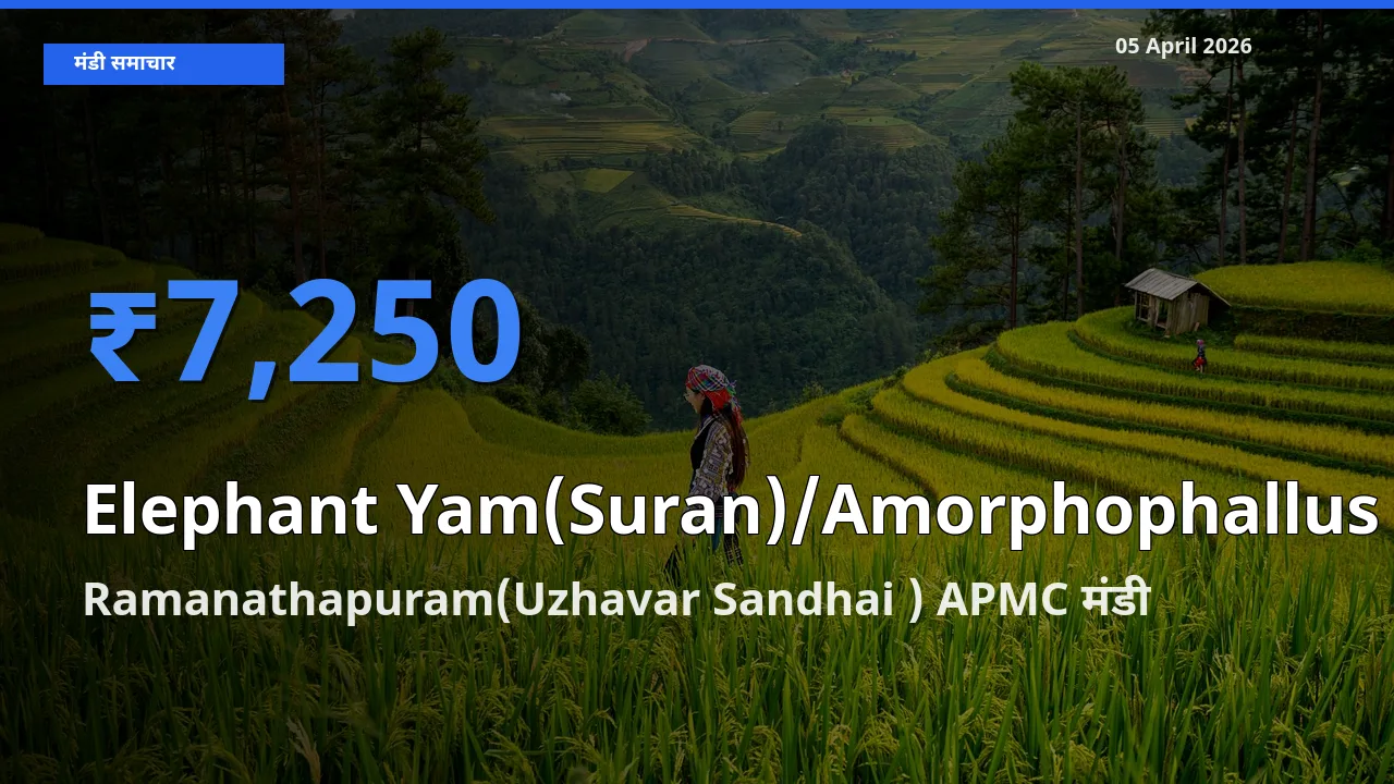 05 April अपडेट: जिमीकंद (सूरन) के सबसे ऊँचे दाम Ramanathapuram(Uzhavar Sandhai ) APMC मंडी में