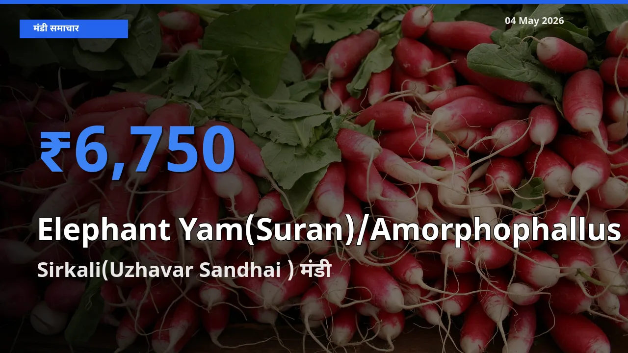 Sirkali(Uzhavar Sandhai ) मंडी में जिमीकंद (सूरन) ₹6,750 पर पहुँचा – आज का सर्वोच्च भाव