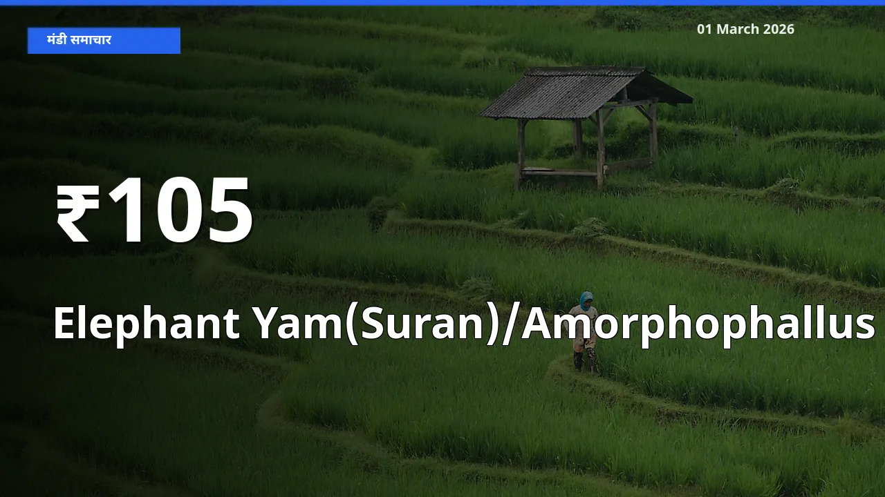 105+ मंडियों में Elephant Yam(Suran)/Amorphophallus के दामों का एक जैसा ट्रेंड