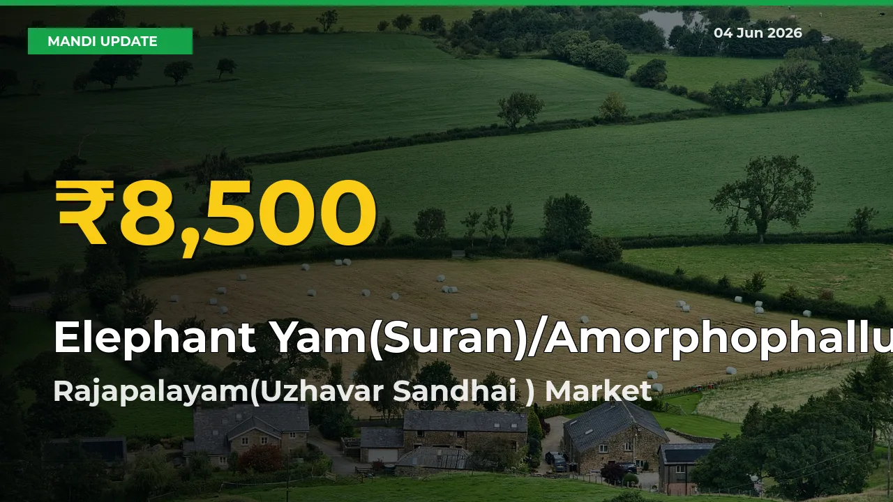 Big Jump in Elephant Yam(Suran)/Amorphophallus Prices! Rajapalayam(Uzhavar Sandhai ) Records New Peak Today