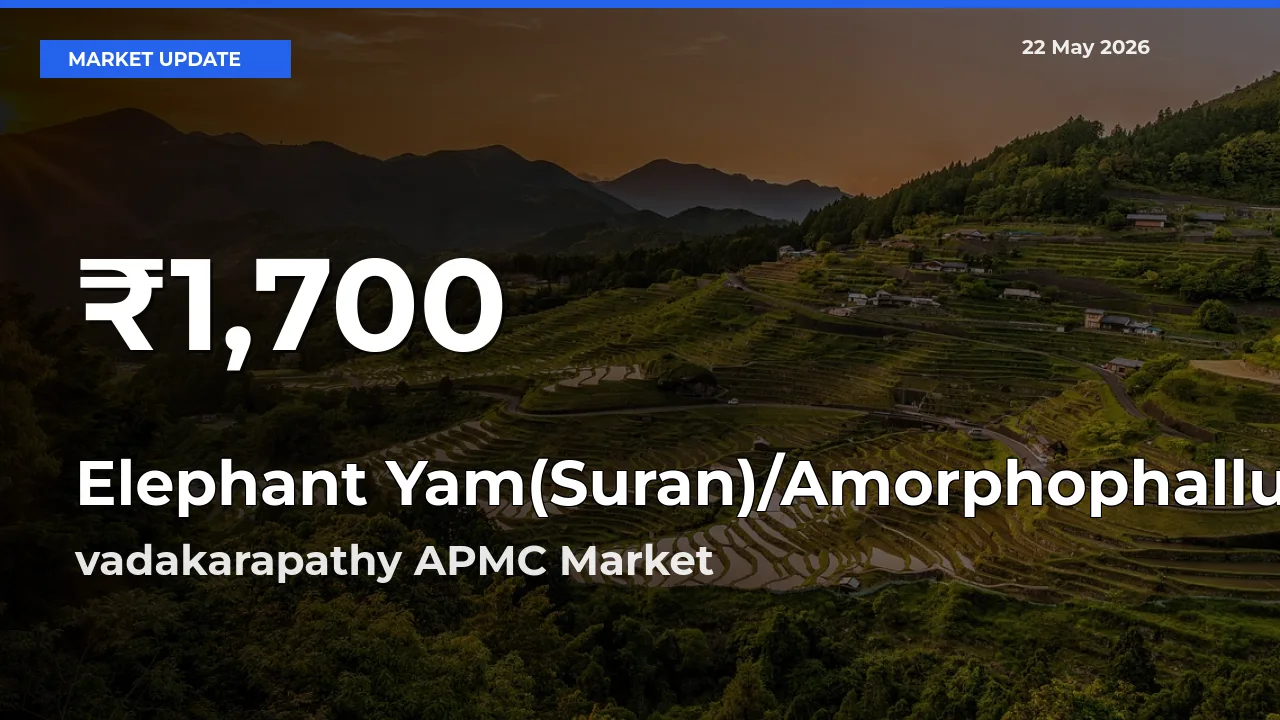 Sharp Fall! Elephant Yam(Suran)/Amorphophallus Prices Drop to 30-Day Low in vadakarapathy APMC