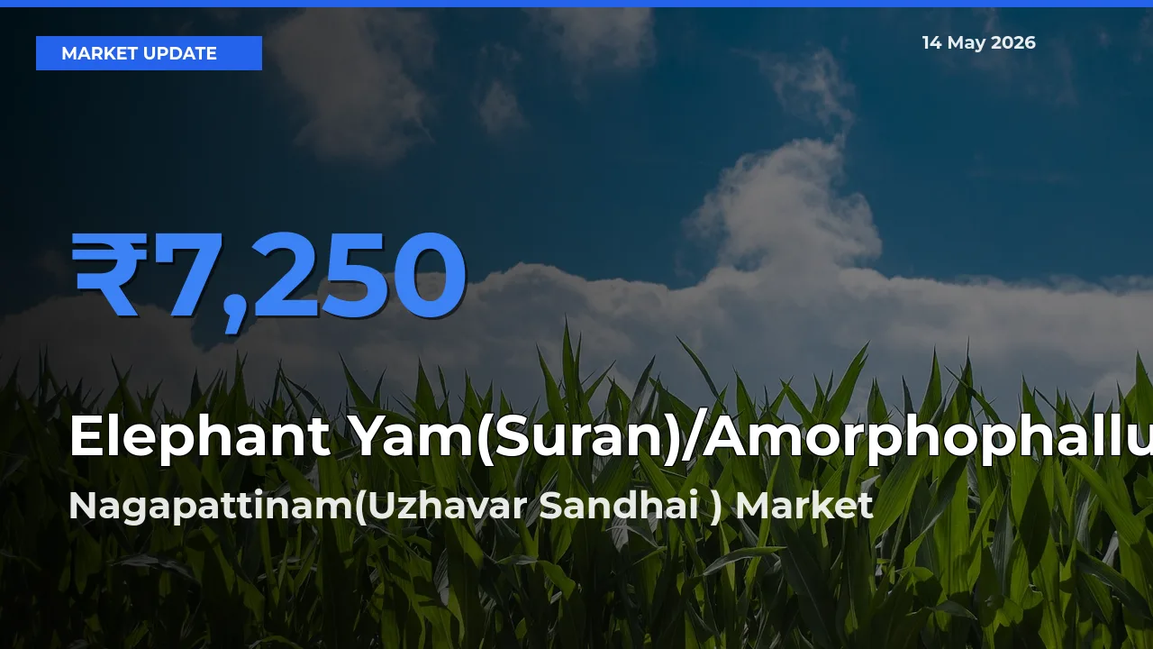 Elephant Yam(Suran)/Amorphophallus Mandi Rate Today: Nagapattinam(Uzhavar Sandhai ) Tops the List
