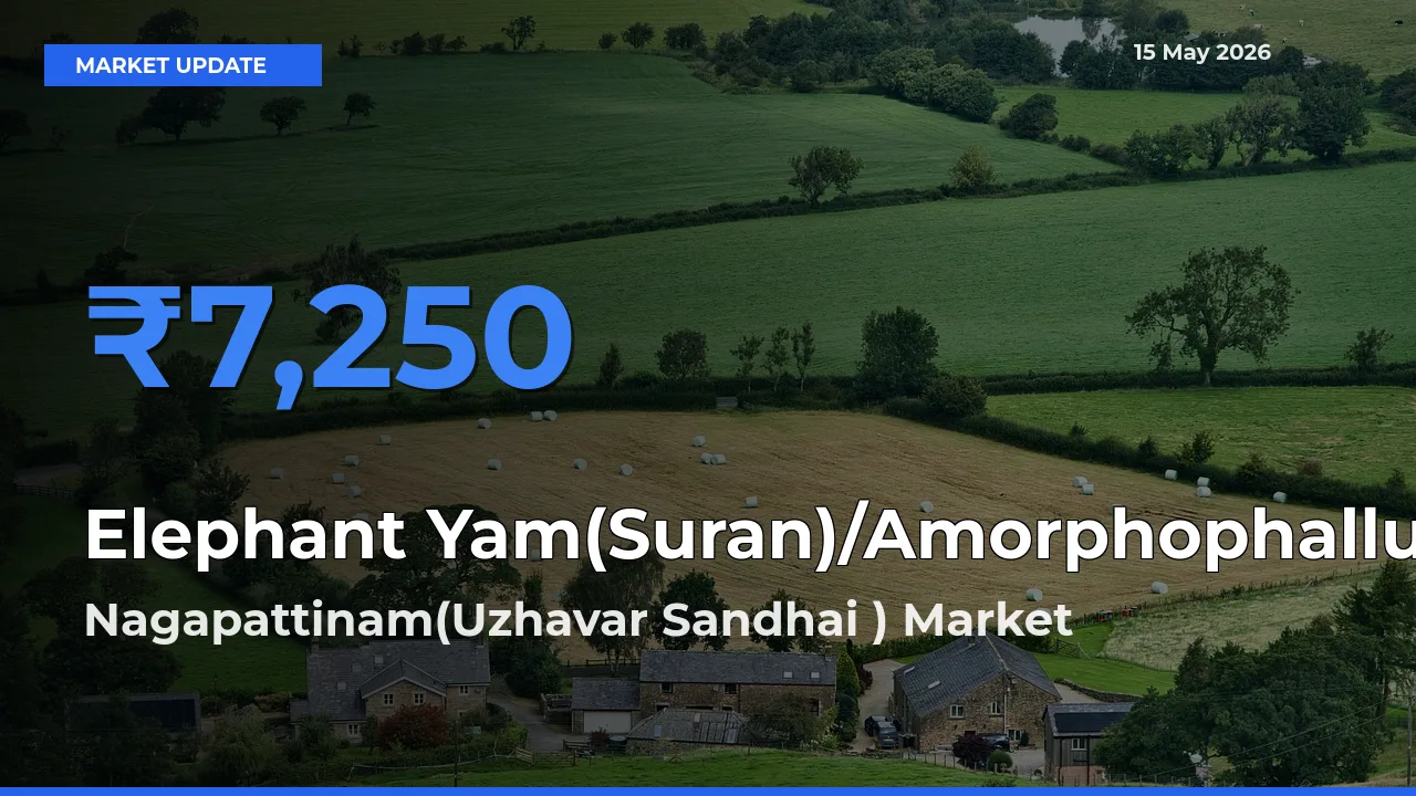 Market Watch: Nagapattinam(Uzhavar Sandhai ) Becomes Top Mandi for Elephant Yam(Suran)/Amorphophallus