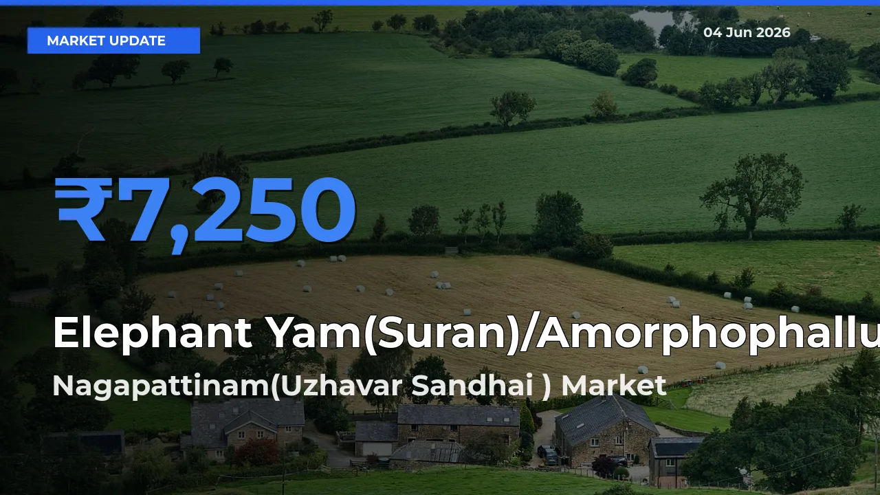 Nagapattinam(Uzhavar Sandhai ) Tops Elephant Yam(Suran)/Amorphophallus Rates – June 04 Market Update