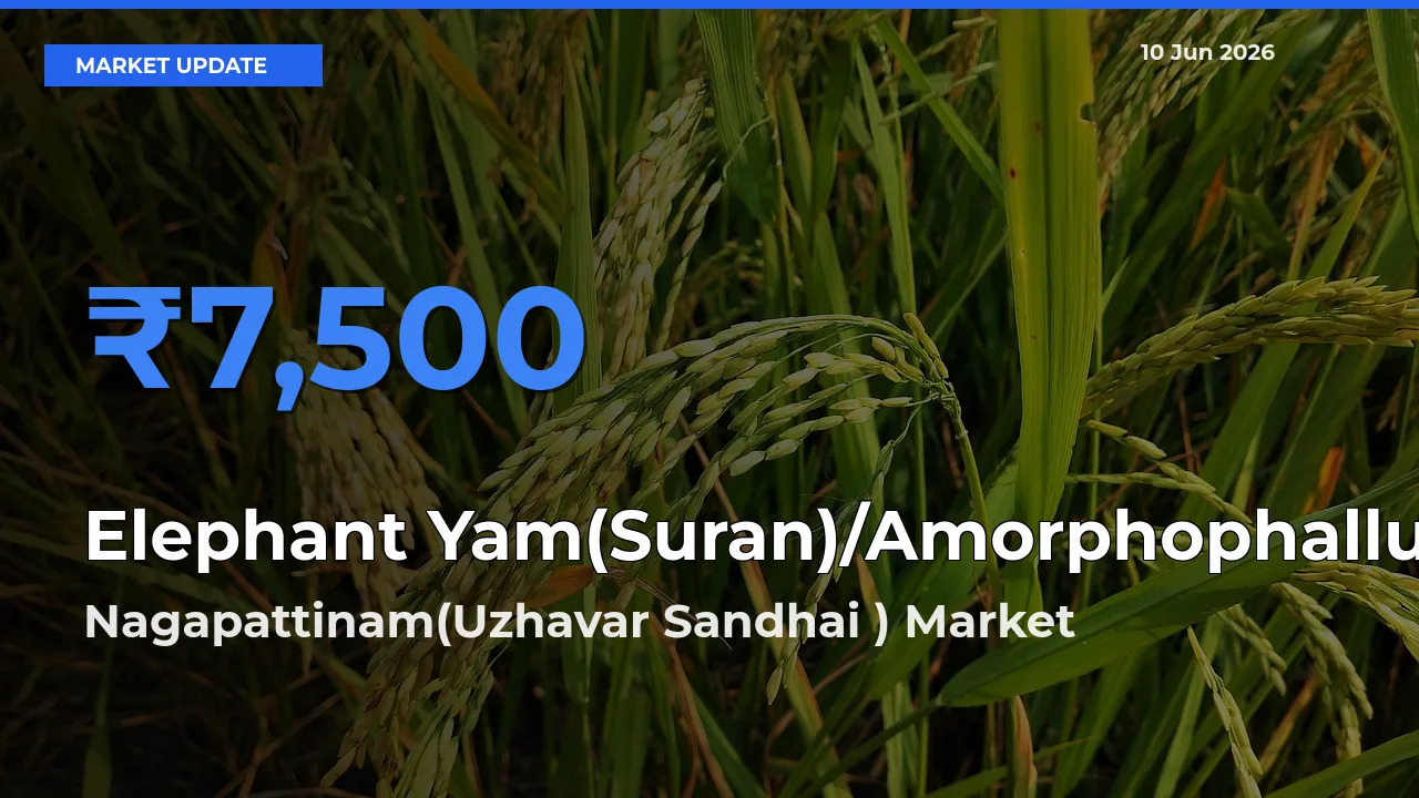 Elephant Yam(Suran)/Amorphophallus Mandi Rate Today: Nagapattinam(Uzhavar Sandhai ) Tops the List