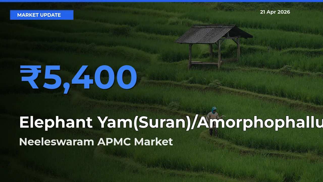 Elephant Yam(Suran)/Amorphophallus Mandi Rate Today: Neeleswaram APMC Tops the List