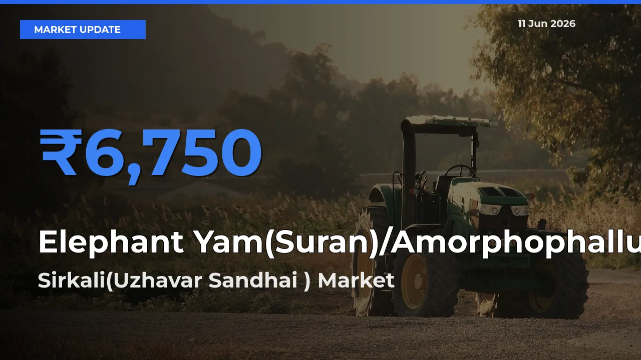 Top Performer! Sirkali(Uzhavar Sandhai ) Offers Best Elephant Yam(Suran)/Amorphophallus Price Today