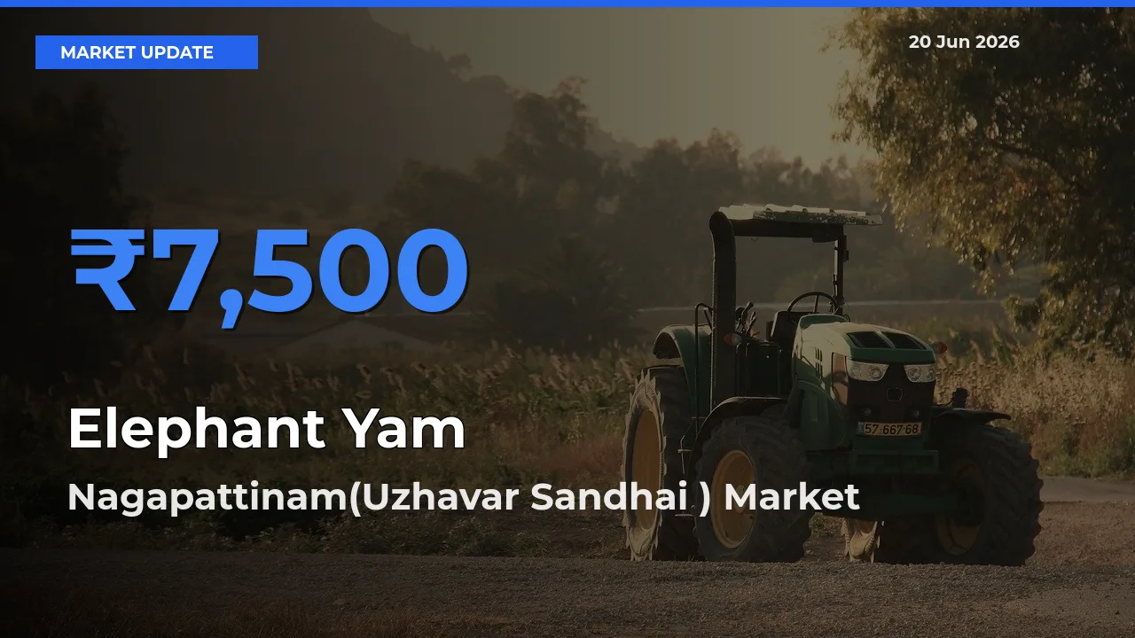 Nagapattinam(Uzhavar Sandhai ) Records Highest ₹7,500 Rate for Elephant Yam