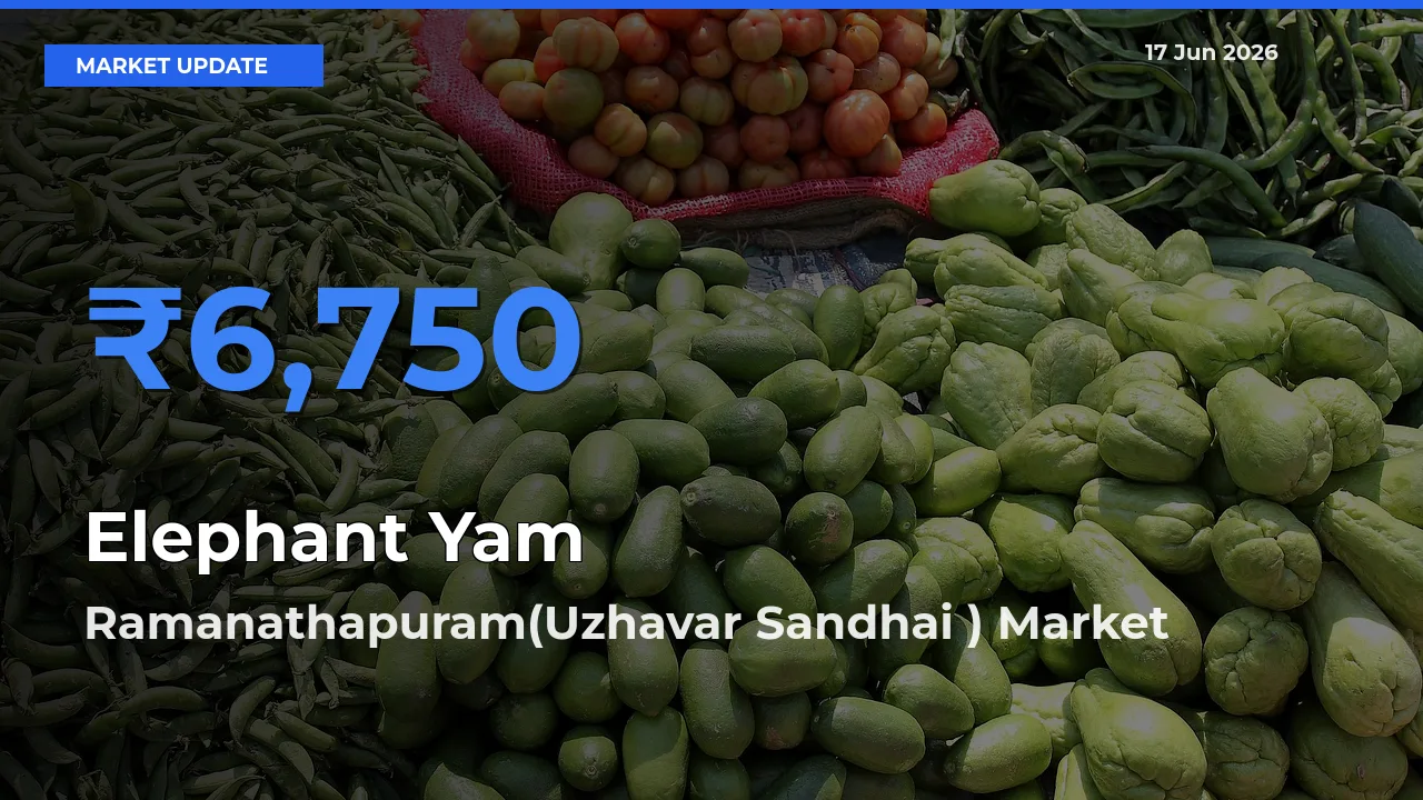 Ramanathapuram(Uzhavar Sandhai ) Tops Elephant Yam Rates – June 17 Market Update