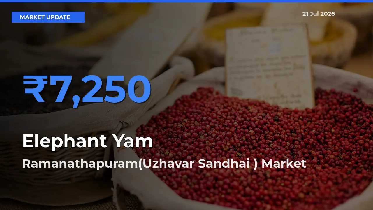 Farmers Prefer Ramanathapuram(Uzhavar Sandhai ) as Elephant Yam Hits Highest Rate