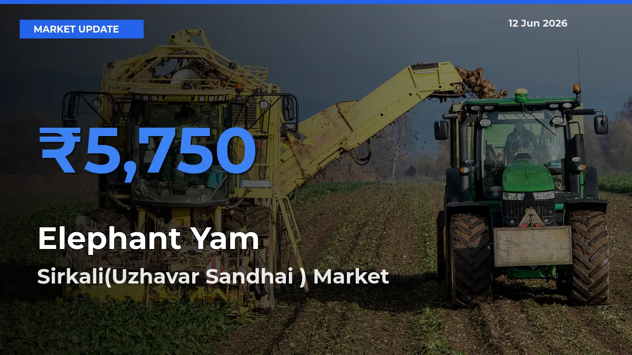 Sirkali(Uzhavar Sandhai ) Leads as Top Mandi for Elephant Yam Prices