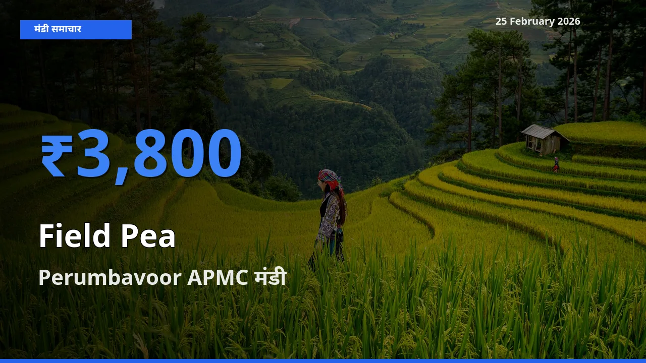 आज Field Pea के सबसे ज़्यादा दाम Perumbavoor APMC मंडी में दर्ज