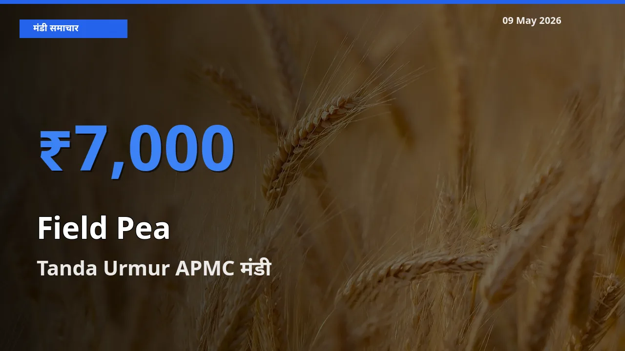 09 May अपडेट: मटर (साबुत) के सबसे ऊँचे दाम Tanda Urmur APMC मंडी में
