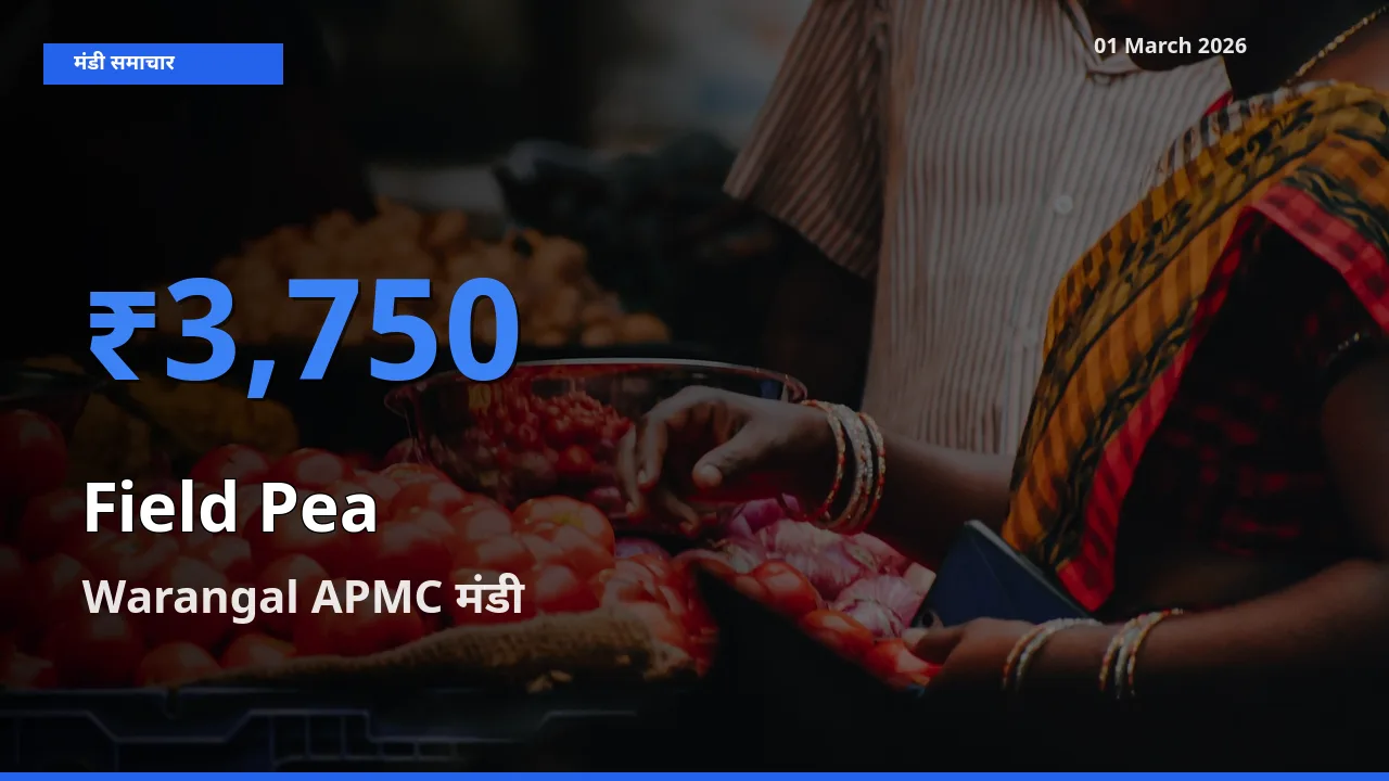 Warangal APMC मंडी में Field Pea ₹3,750 पर पहुँचा – आज का सर्वोच्च भाव