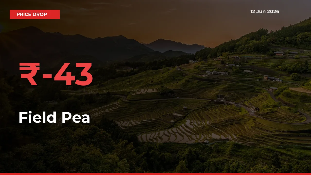 Field Pea Prices Drop 42.92% in 24 Hours at Major Mandis