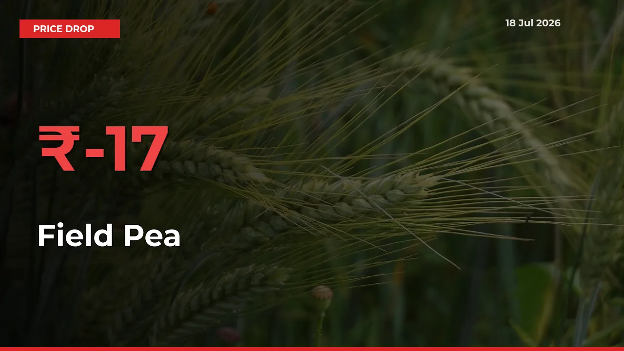 16.67% Drop in Field Pea Prices – Mandi Sees Sudden Fall