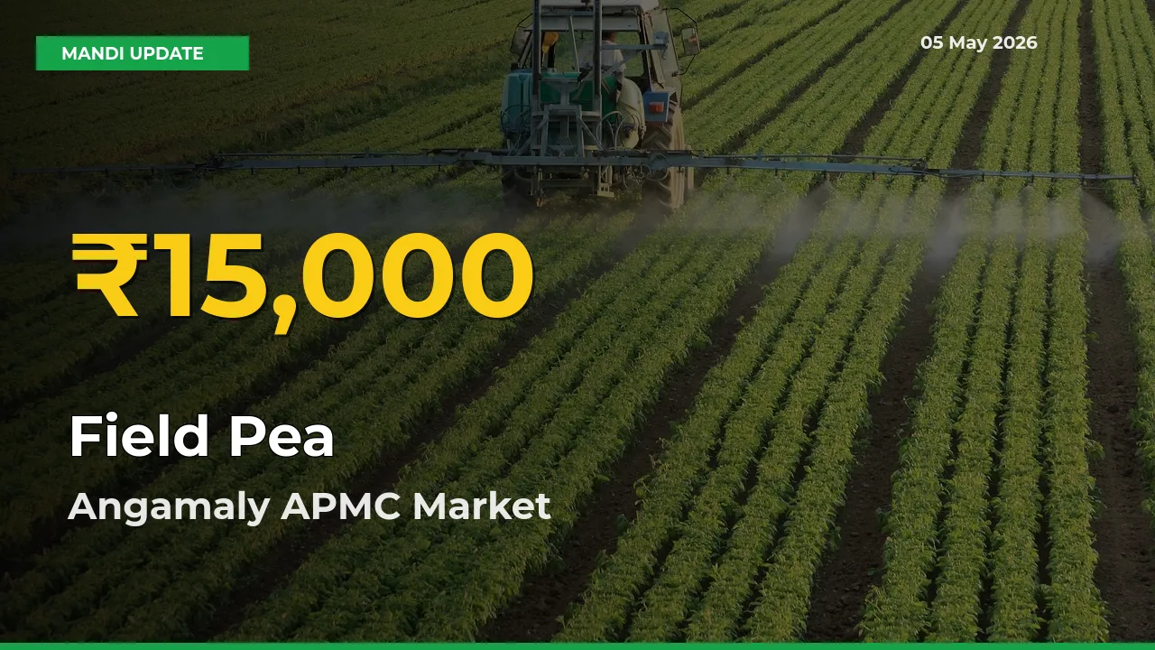 Fresh Record! Field Pea Price Climbs to New High in Angamaly APMC