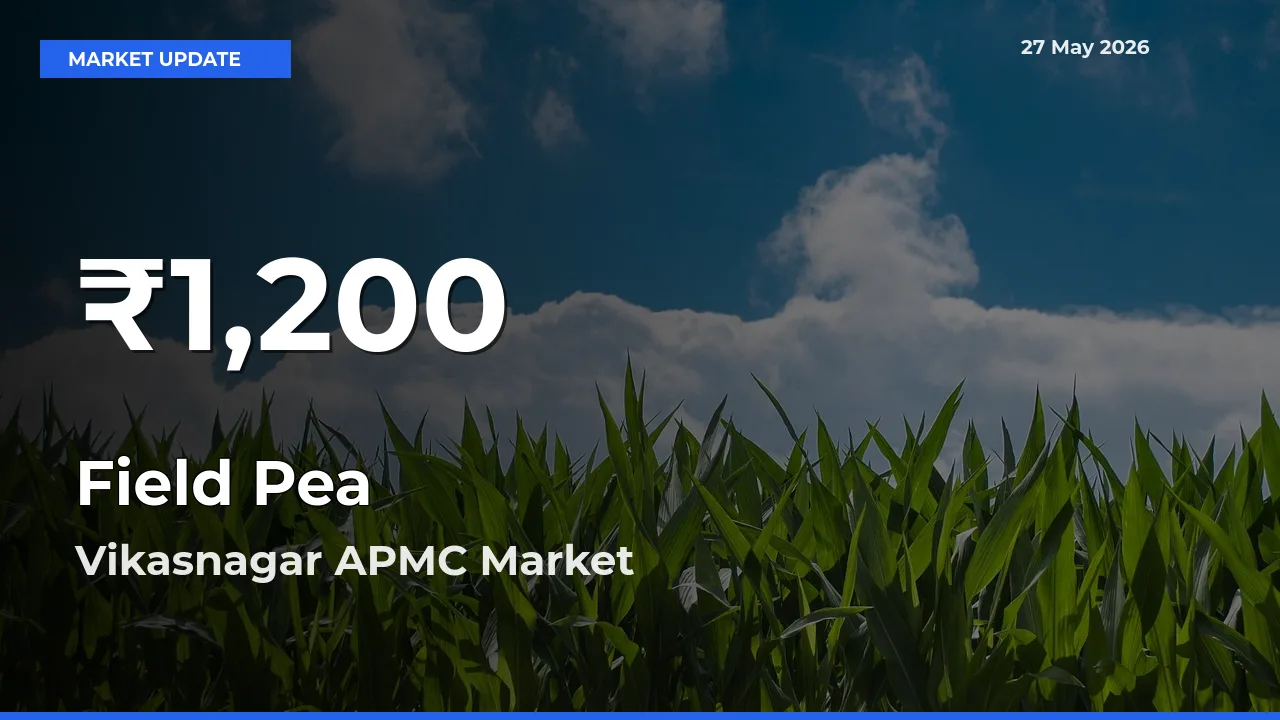 Field Pea Mandi Rate Today: 30-Day Low Recorded in Vikasnagar APMC