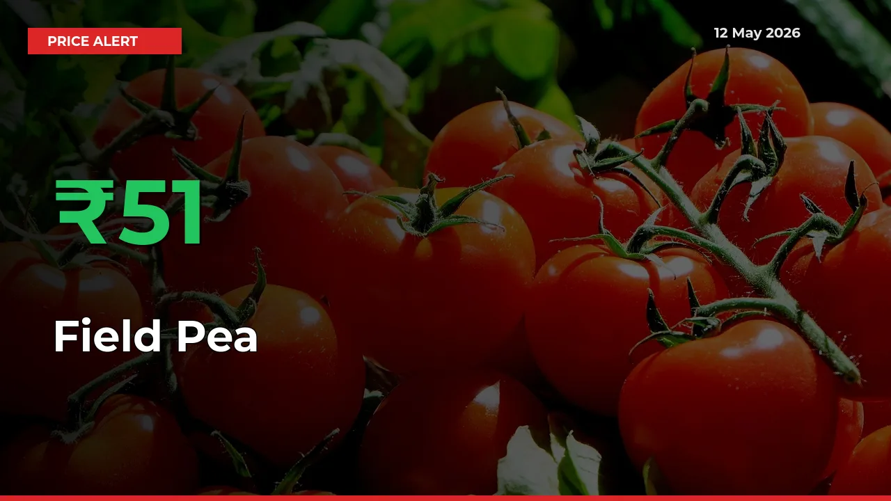 Field Pea Prices Rise 51.21% in a Day at Major Mandis