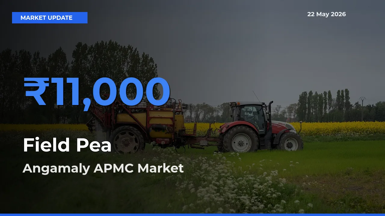 Angamaly APMC Tops Field Pea Mandi Rates Today