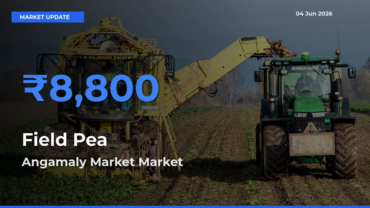 Angamaly Market Tops Field Pea Mandi Rates Today