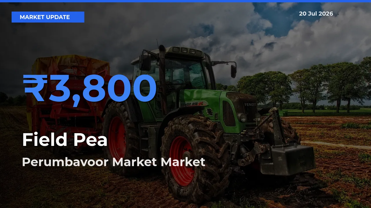Field Pea Mandi Rate Today: Perumbavoor Market Tops the List