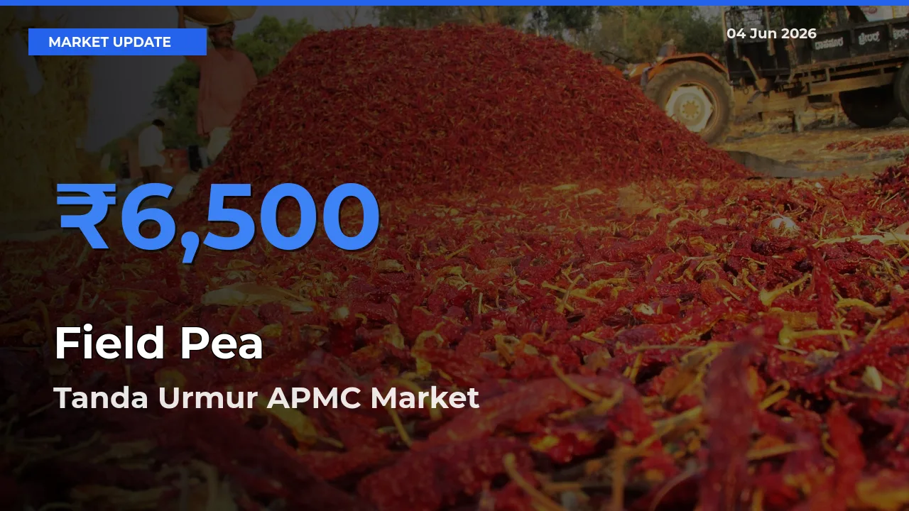 Market Watch: Tanda Urmur APMC Becomes Top Mandi for Field Pea