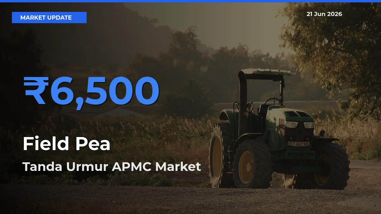 Tanda Urmur APMC Tops Field Pea Rates – June 21 Market Update