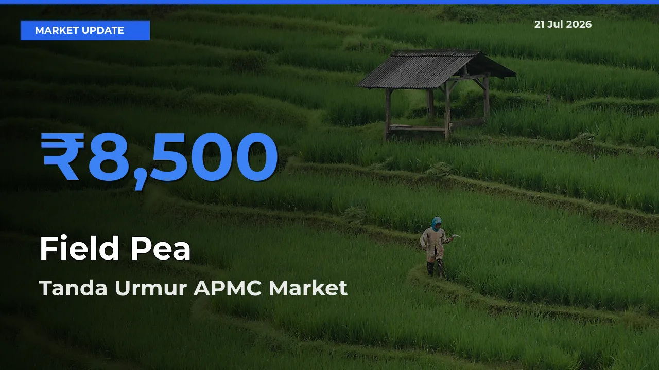 Tanda Urmur APMC Emerges as Top Mandi for Field Pea Prices Today