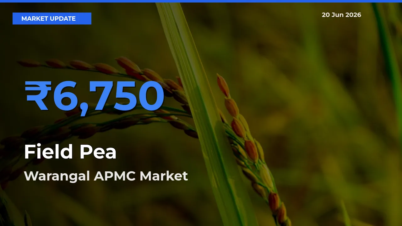 Warangal APMC Leads as Top Mandi for Field Pea Prices