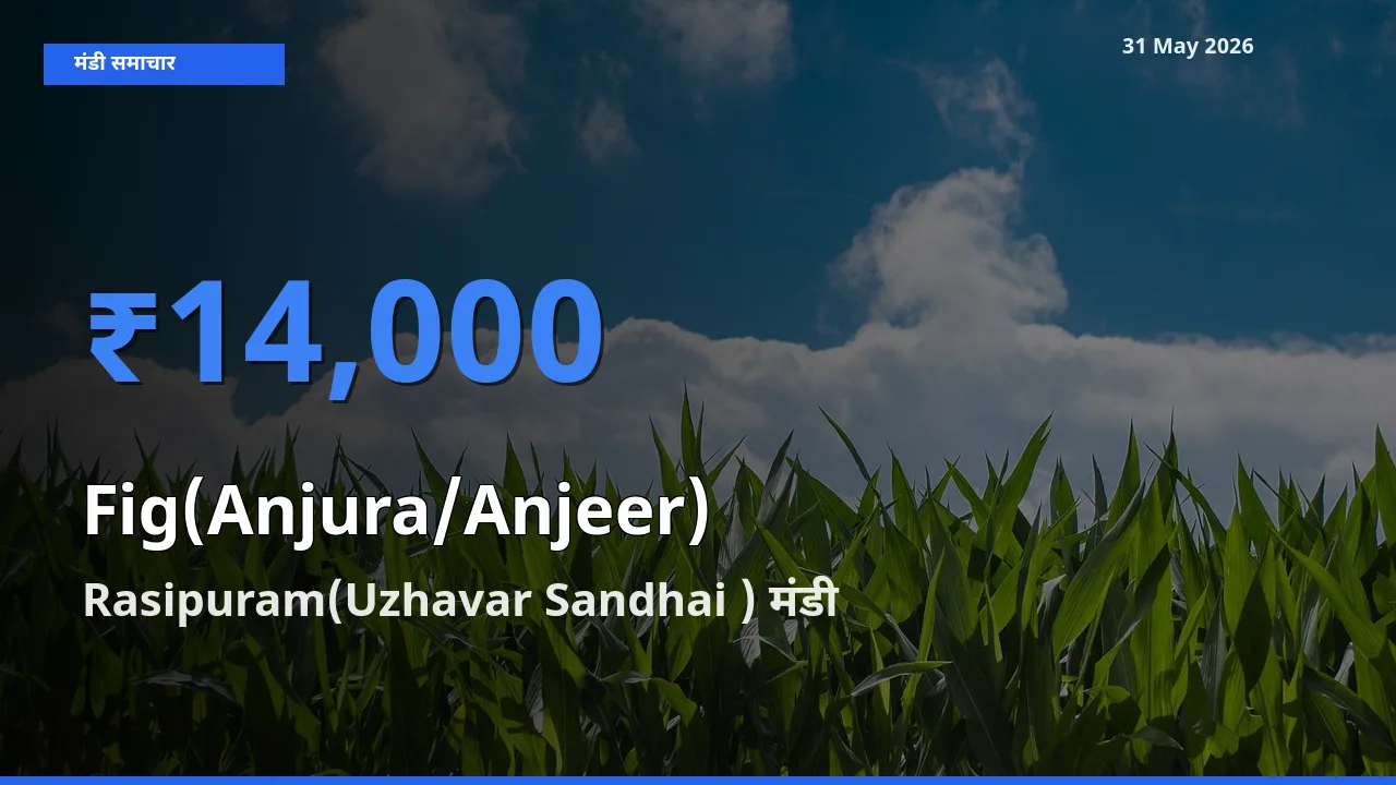 आज अंजीर के सबसे ऊँचे दाम ₹14,000 Rasipuram(Uzhavar Sandhai ) मंडी में